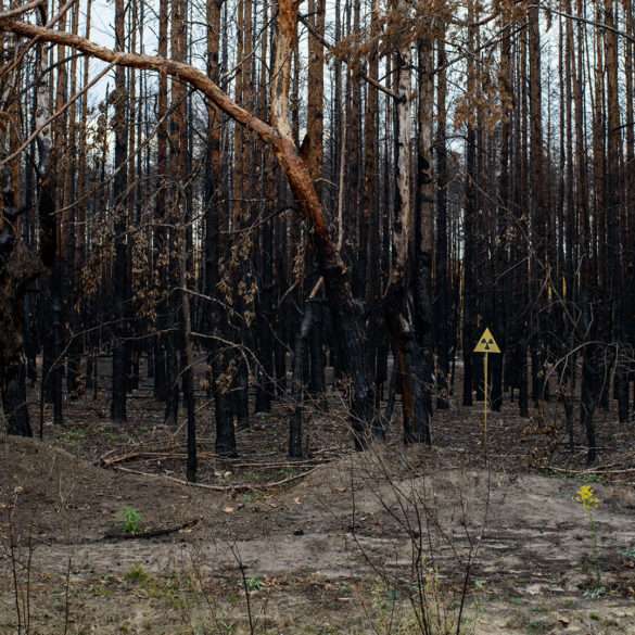 A UNESCO-protected primary forest in Eastern Europe, a photography mission entrusted to Guillaume Herbaut for the Yves Rocher Foundation