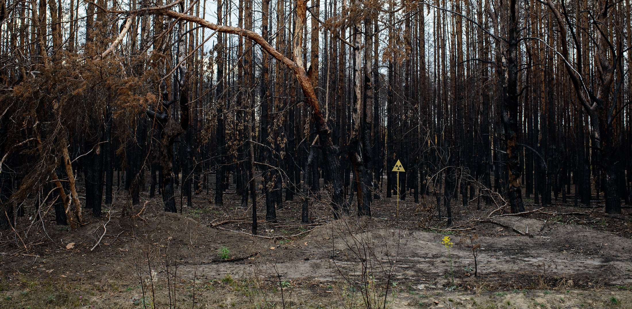 Guillaume Herbaut, reforestation en Europe de l’Est, mission photographique