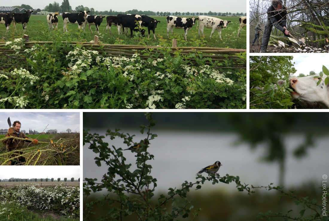 Lex Roeleveld planteur d’arbres champêtres au Pays-Bas avec la Fondation Yves Rocher
