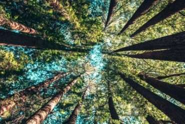 70 millions d’arbres plantés avec la Fondation Yves Rocher