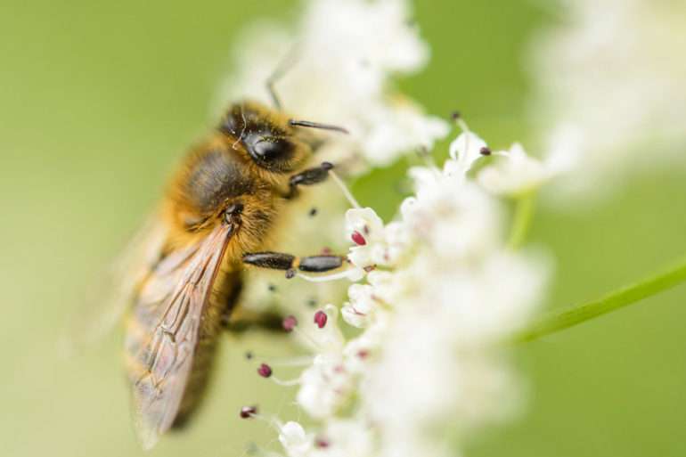 France, Morbihan (56), La Gacilly, abeille