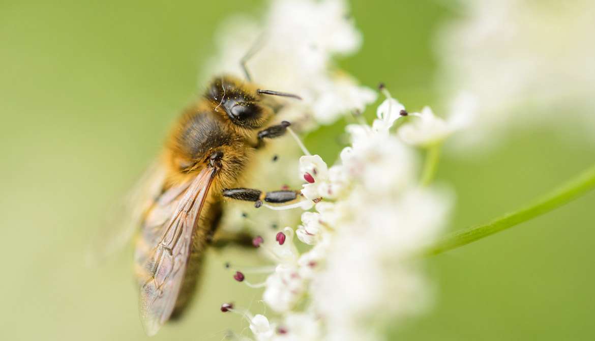 France, Morbihan (56), La Gacilly, abeille