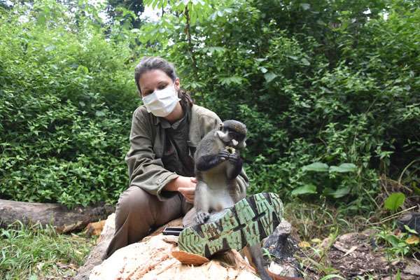 Amandine Renaud p-wac chimpanzés