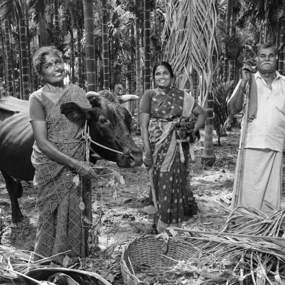 Emanuele Scorcelletti Des fermiers plantent des arbres en inde avec Isha fondation et Fondation Yve Rocher.