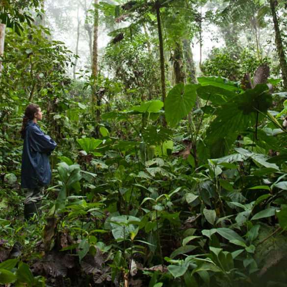 envol vert rainforest peru