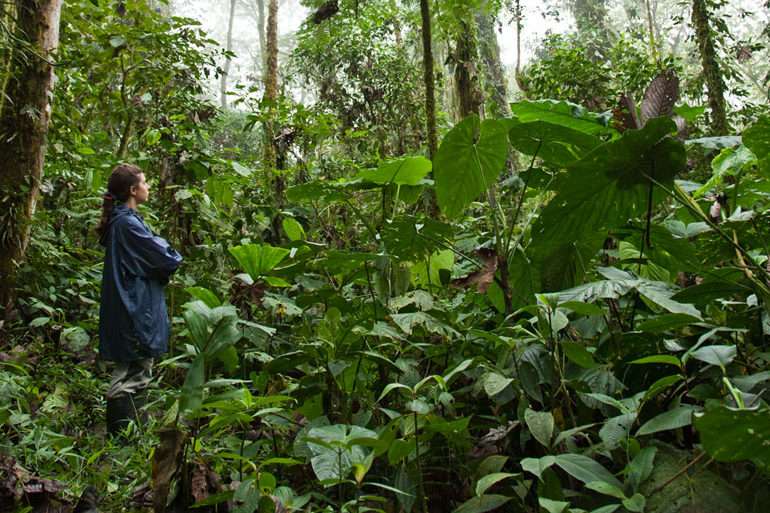 Envol vert forêt tropicale pérou