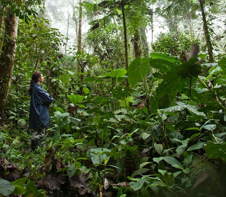 Envol vert forêt tropicale pérou