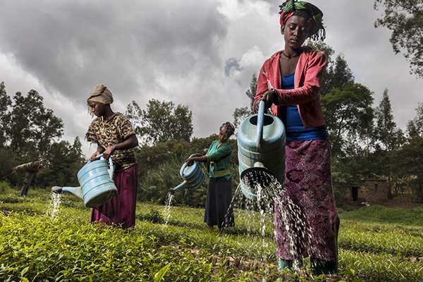 Brent Stirton : Les paysans et les paysannes replantent des arbres avec les mains en Ethiopie