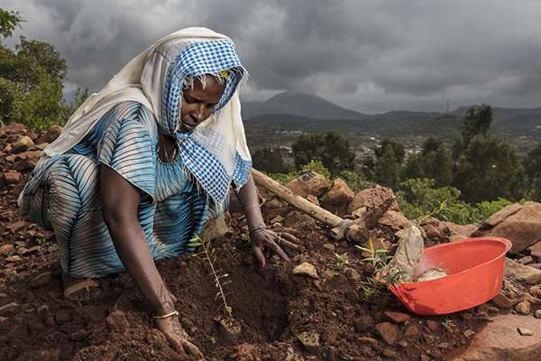 Brent Stirton : Les paysans et les paysannes replantent des arbres avec les mains en Ethiopie