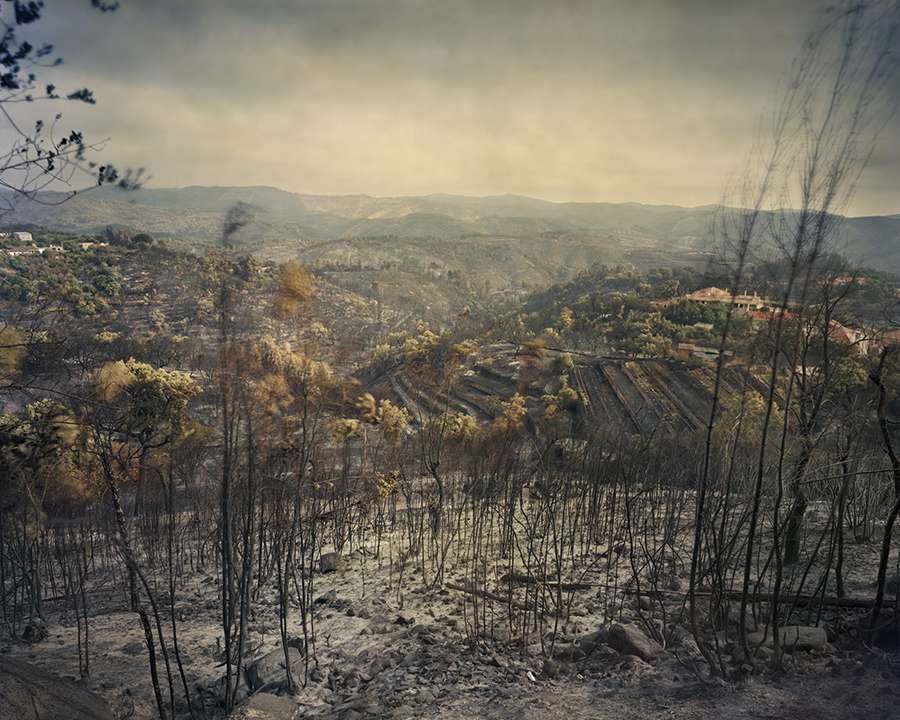 Fires of forest and eucalyptus, an ecological drama in Portugal recounted by Juan Manuel Castro Prieto