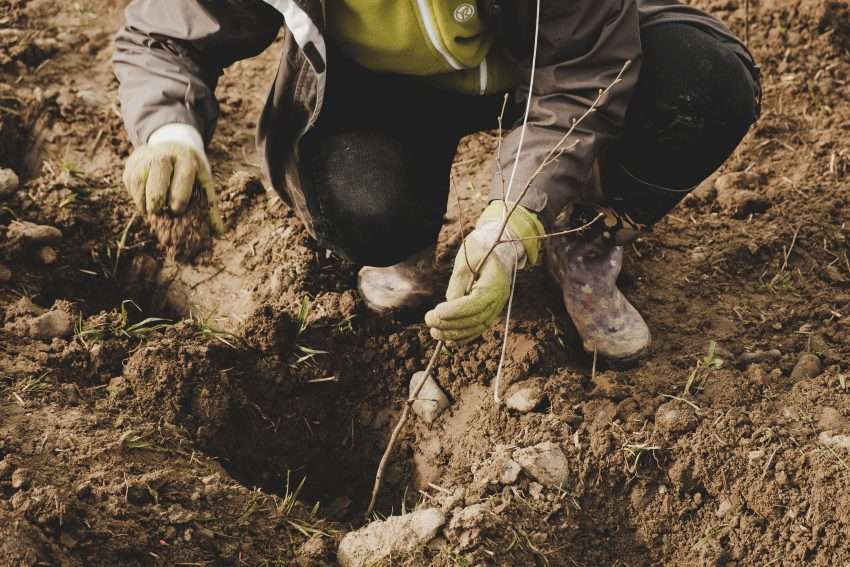 planter un arbre pour faire renaître les haies