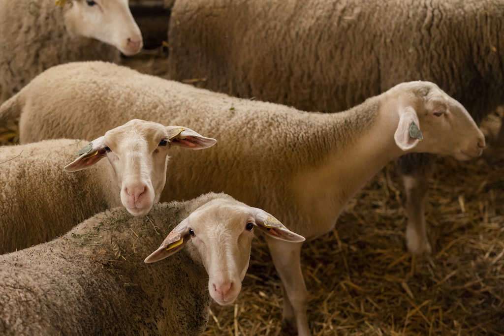 ewes belonging to sheep and crop farmer RémyEstavil