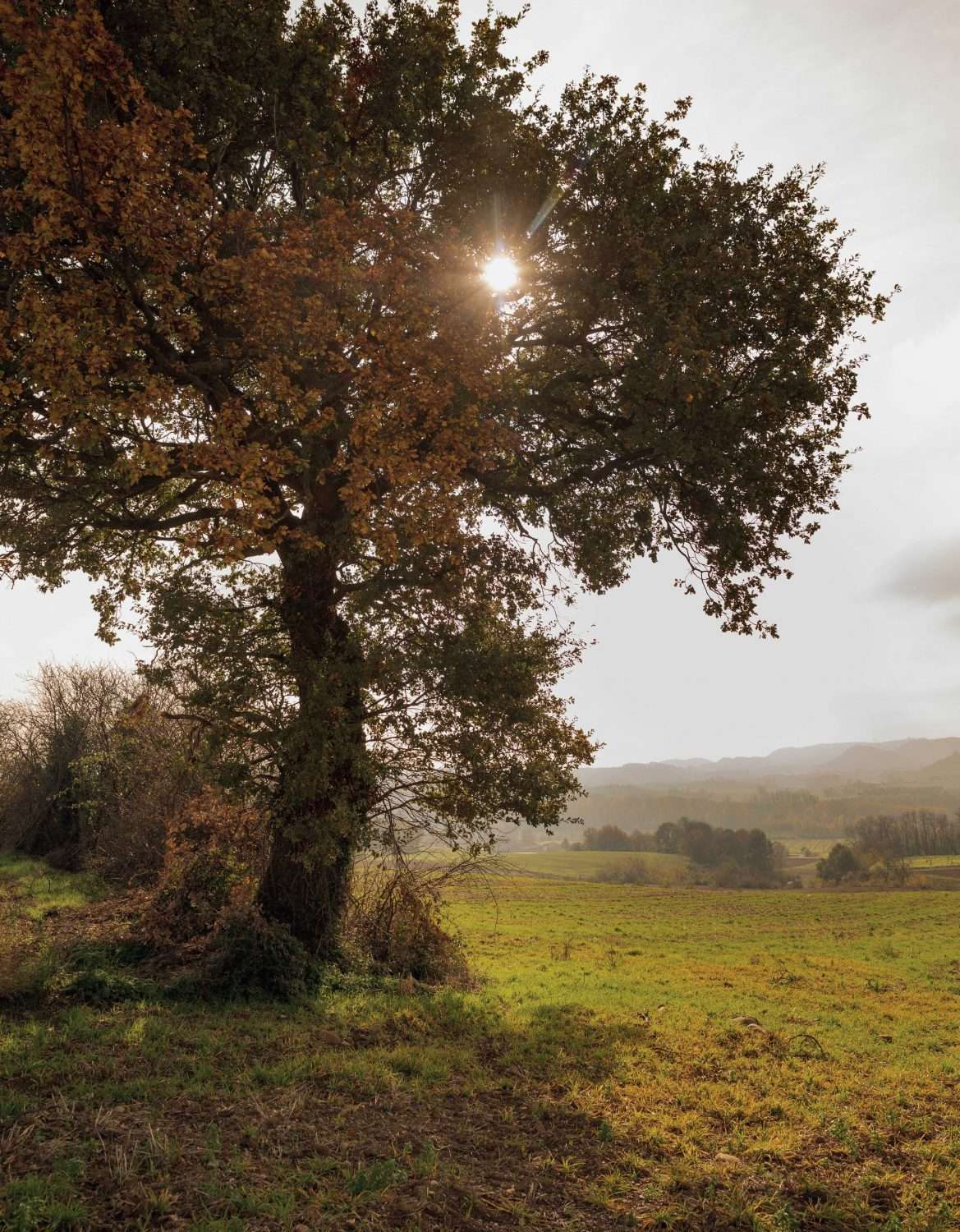 arbre sur le domaine de rémy estavil