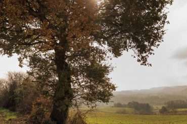 arbre sur le domaine de rémy estavil