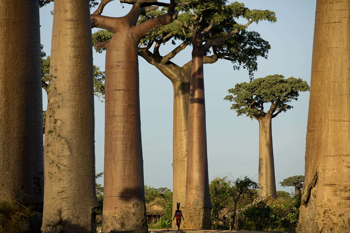 Les baobabs menacés par fléau de la déforestation à Madagascar. reportage Pascal Maitre