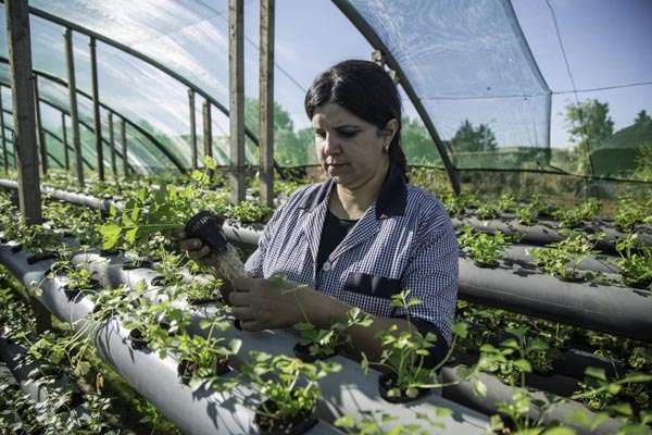 nawal ibn el fadil plants