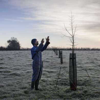 Phil Hatcher-Moore: a biodynamic farmer replanting hedgerows to recreate wooded countryside