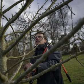 Phil Hatcher-Moore: replanting fruit trees near Niort in France