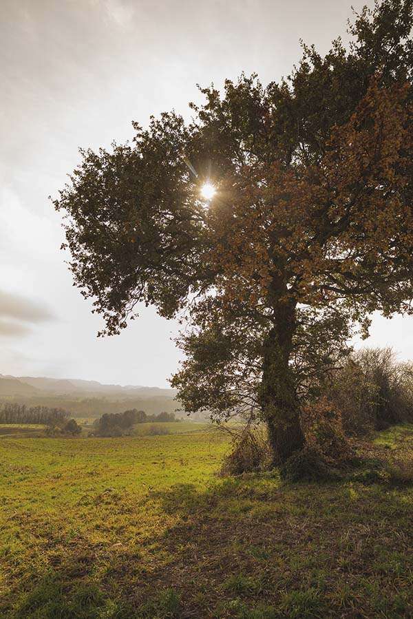 Plantation d'arbres Valence Fondation Yves Rocher