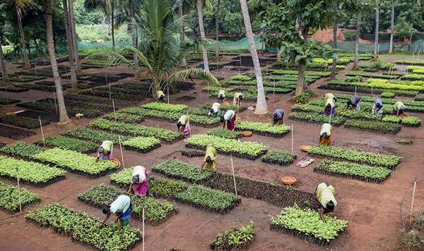 plantation d'arbres Fondation Yves Rocher en Inde