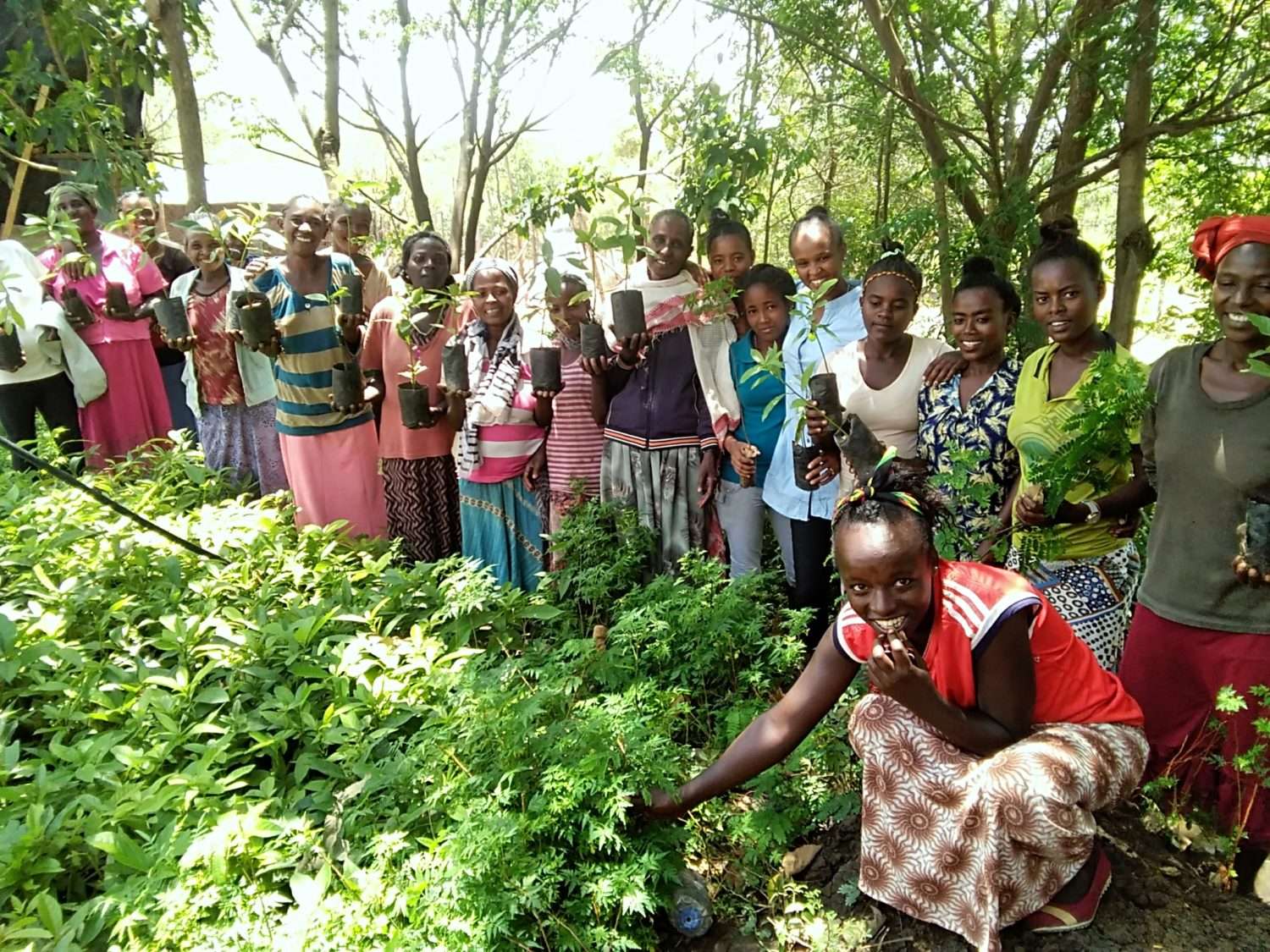 Axelle de Russé agro-forestry fertilising trees in Togo with the APAF