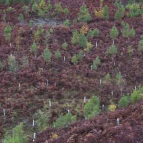 Association Futuro replante des arbres au Portugal pour limiter l’invasion de l’eucalyptus, reportage de Juan Manuel Castro Prieto