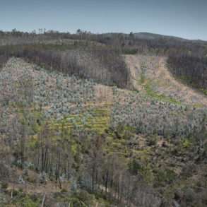 Incendies de forêts au Portugal et eucalyptus, une mission photographique de Juan Manuel Castro Prieto