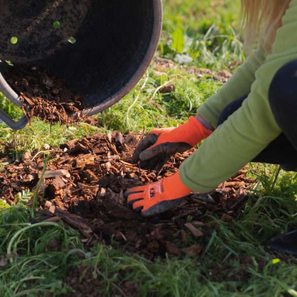 astuces conseils plantation arbre champêtre