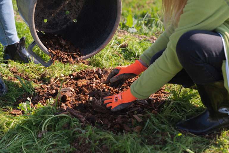 astuces conseils plantation arbre champêtre