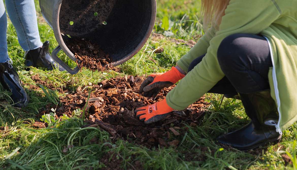 astuces conseils plantation arbre champêtre