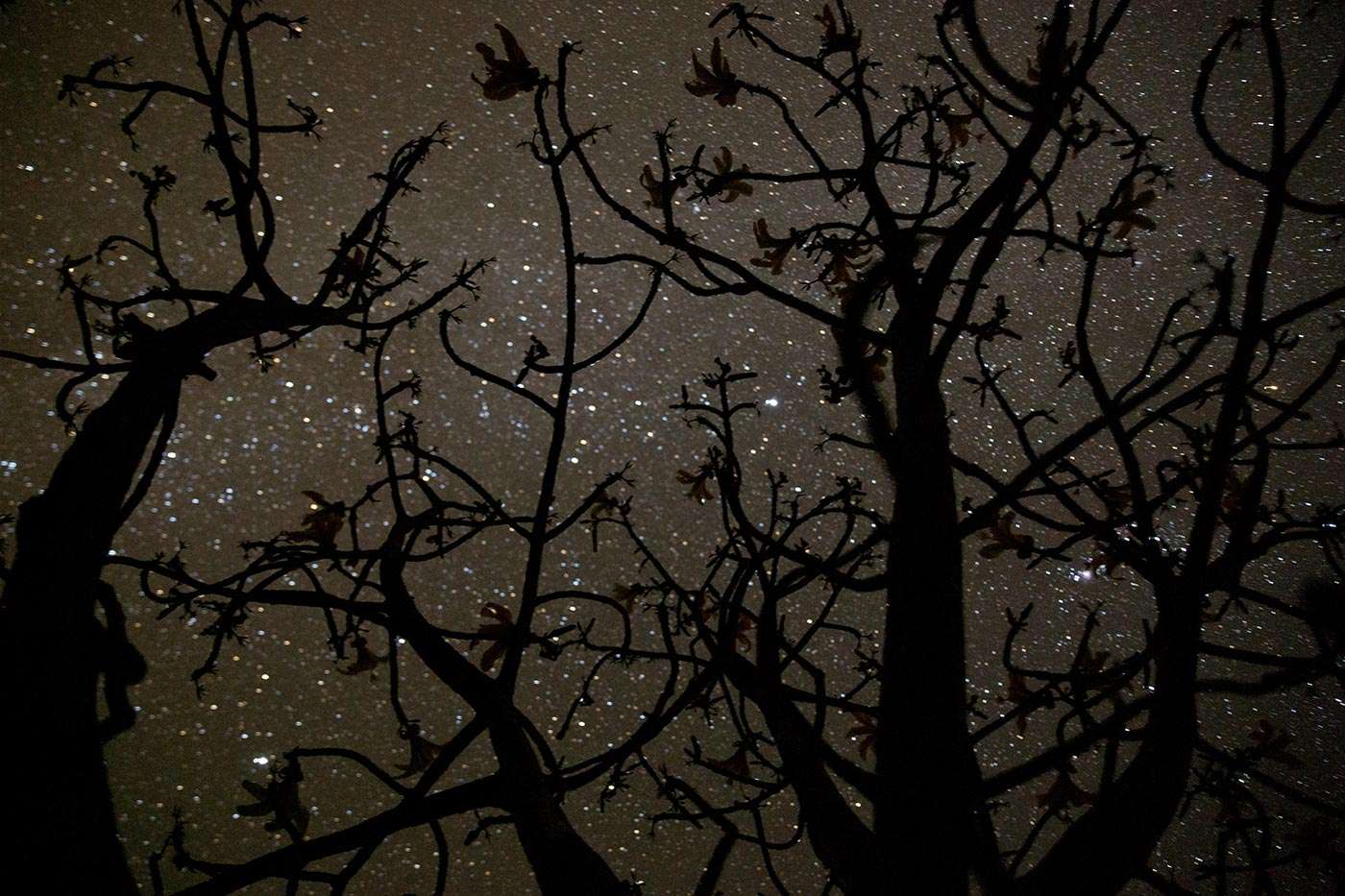 Baobabs threatened by the scourge of deforestation in Madagascar: a report by Pascal Maitre