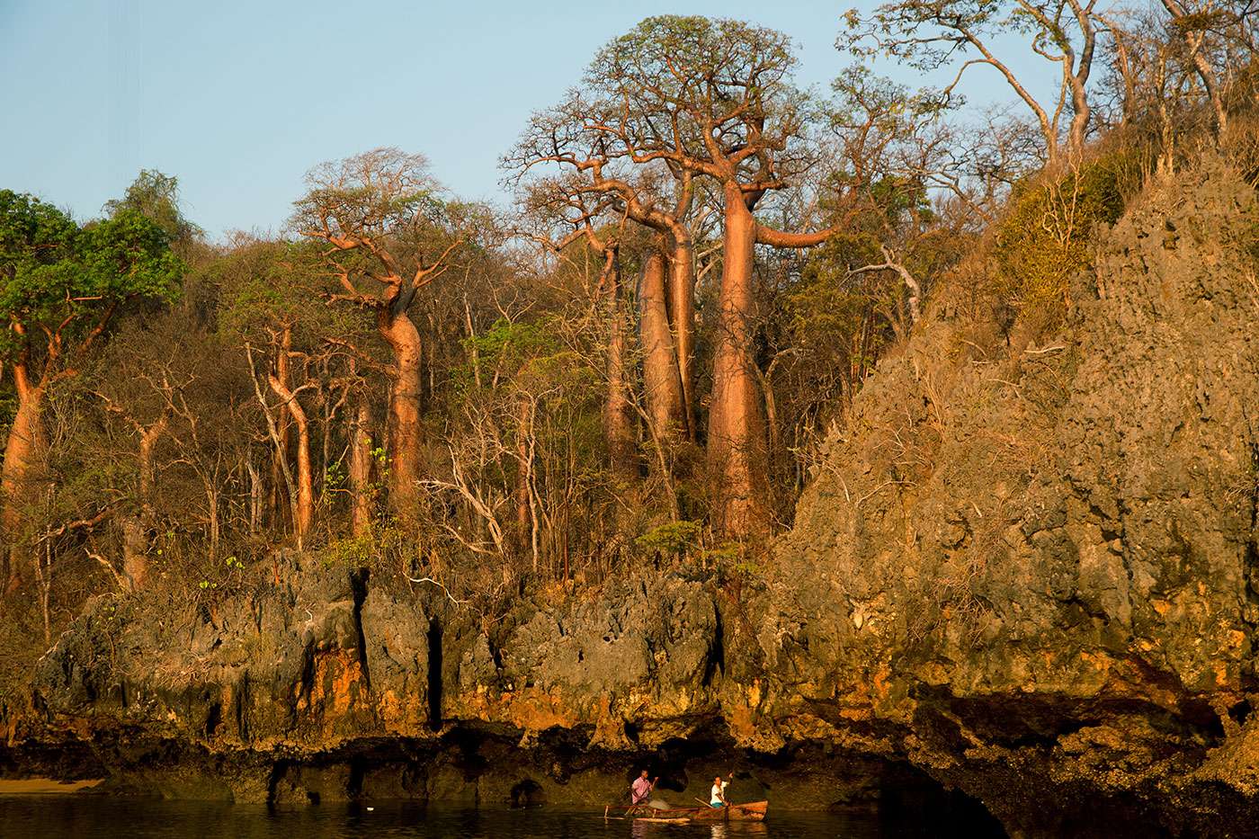 Baobabs threatened by the scourge of deforestation in Madagascar: a report by Pascal Maitre