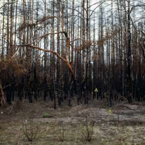Mission photographique Guillaume Herbaut forêt radioactive à Tchernobyl