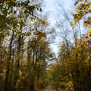 Forêt du parc naturel de Comana, au sud de Bucarest, un espace protégé une mission photographique Guillaume Herbaut