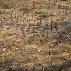 Roumanie, coupes d’arbres illégales un reportage de Guillaume Herbaut