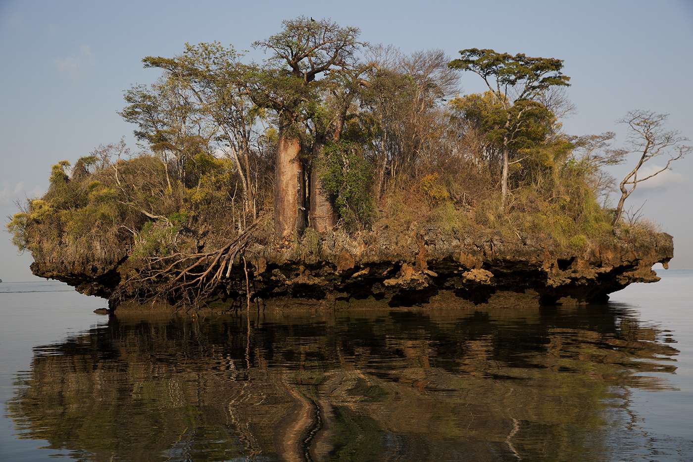 Deforestation and baobabs: a photo report by Pascal Maitre In Madagascar, slash-and-burn has a direct impact on these ancient trees. Report by Pascal Maitre