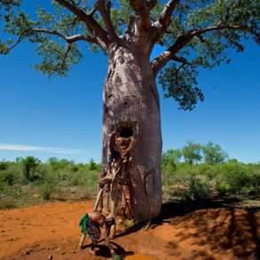 outien photographe, Pascal Maitre, un monde de baobabs en danger Madagascar