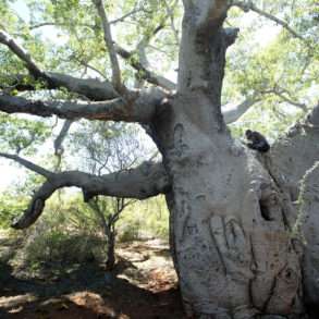 Soutien photographe, Pascal Maitre, un monde de baobabs en danger Madagascar