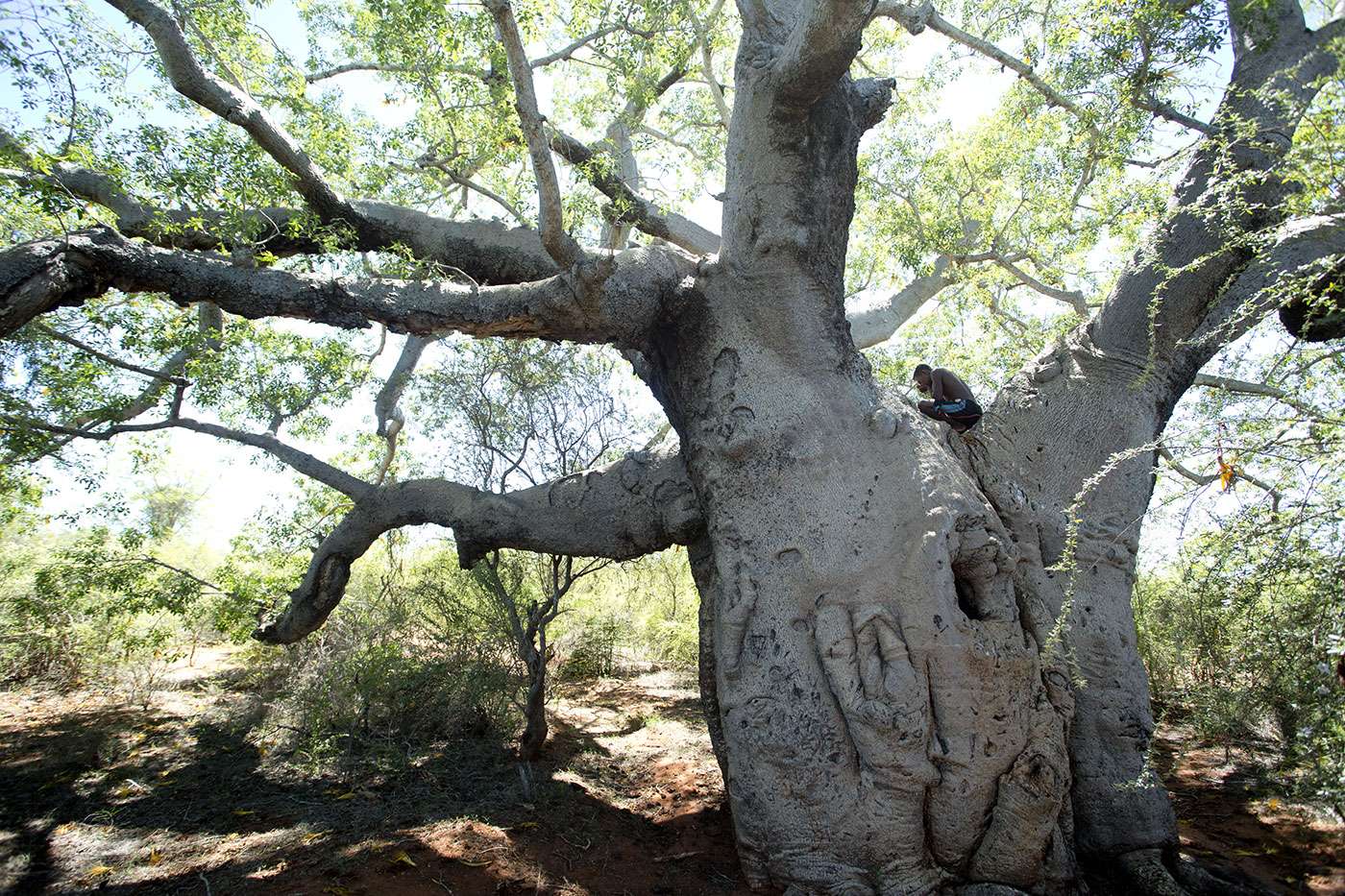 Photographer support, Pascal Maitre, a world of baobabs in danger, Madagascar