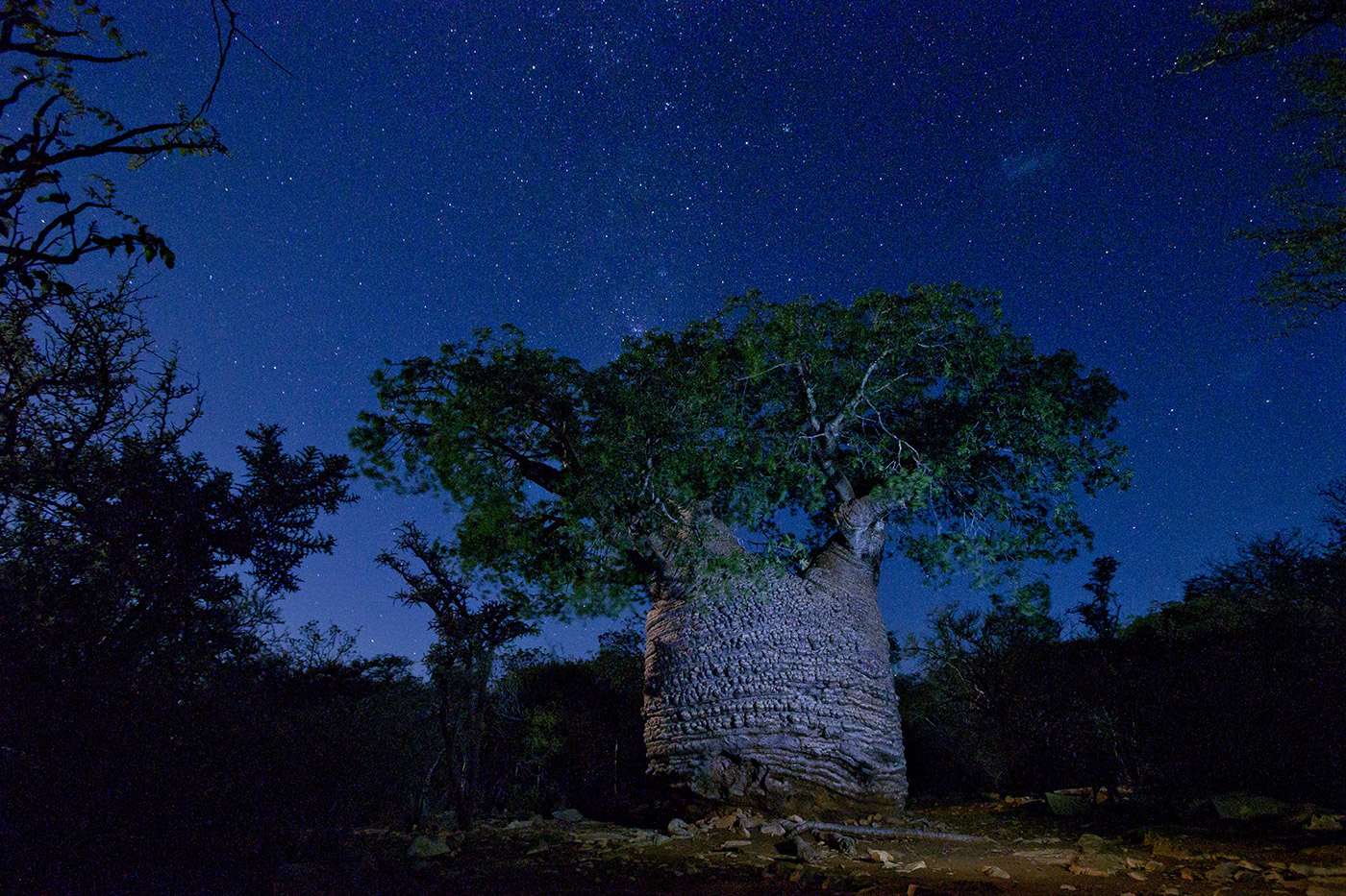 Baobab Adansonia Rubrostipapa, said the Great Mother he has just been scientifically diagnosed at 1600 years, his bark is wrinkled