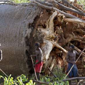 Reportage Pascal Maitre Madagascar, les baobabs menacés d’extinction, soutien photgraphe Pascal Maitre
