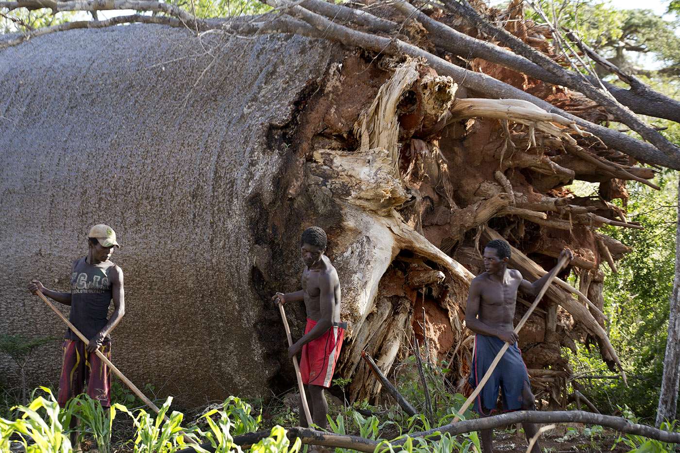 Madagascar, baobabs threatened with extinction, photographer support for Pascal Maitre