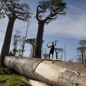 Les baobabs menacés par fléau de la déforestation à Madagascar. reportage Pascal Maitre