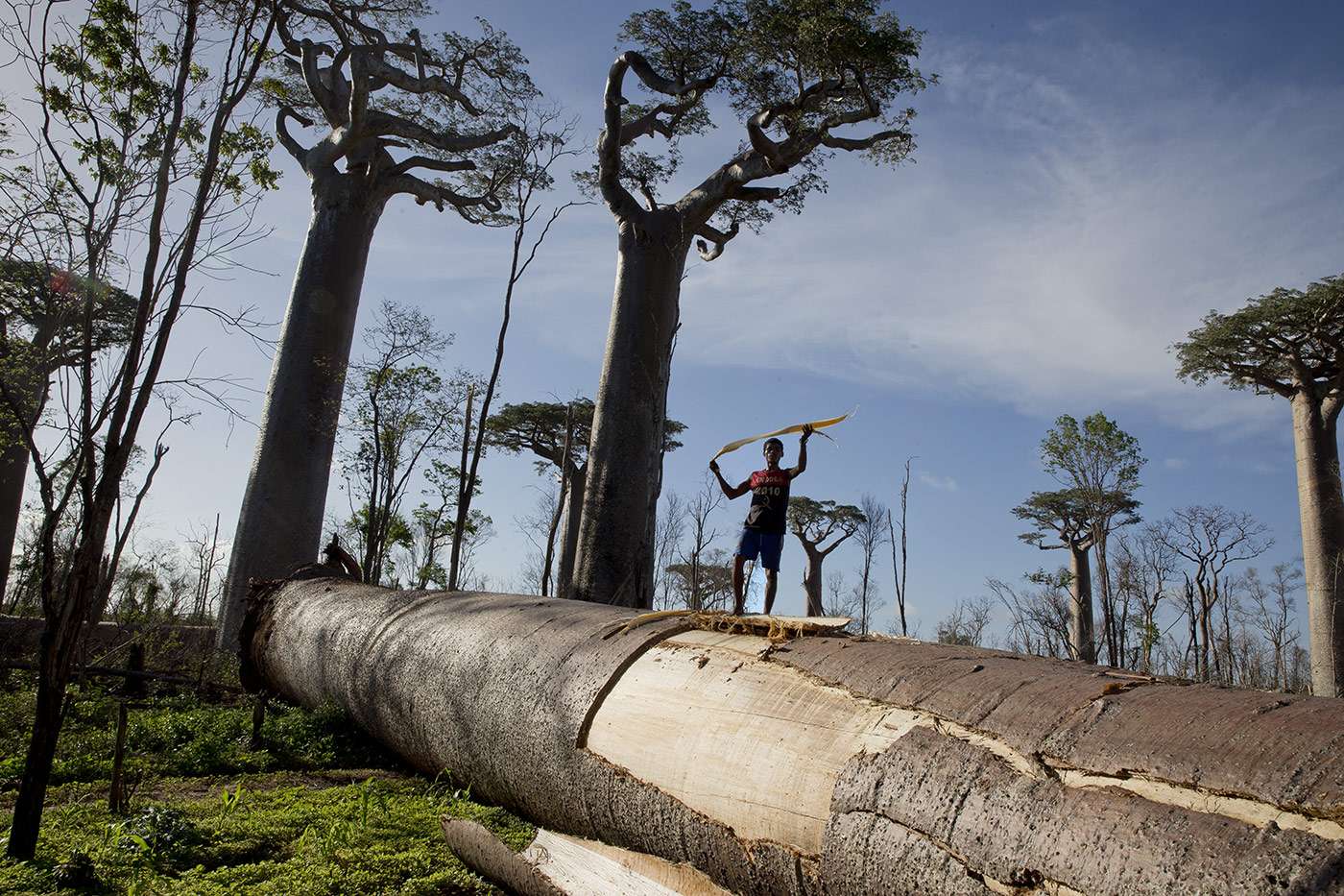 Baobabs threatened by the scourge of deforestation in Madagascar: a report by Pascal Maitre