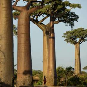 Soutien photographie, reportage Pascal Maitre, Madagascar