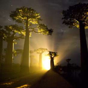 Les baobabs menacés par fléau de la déforestation à Madagascar. reportage Pascal Maitre