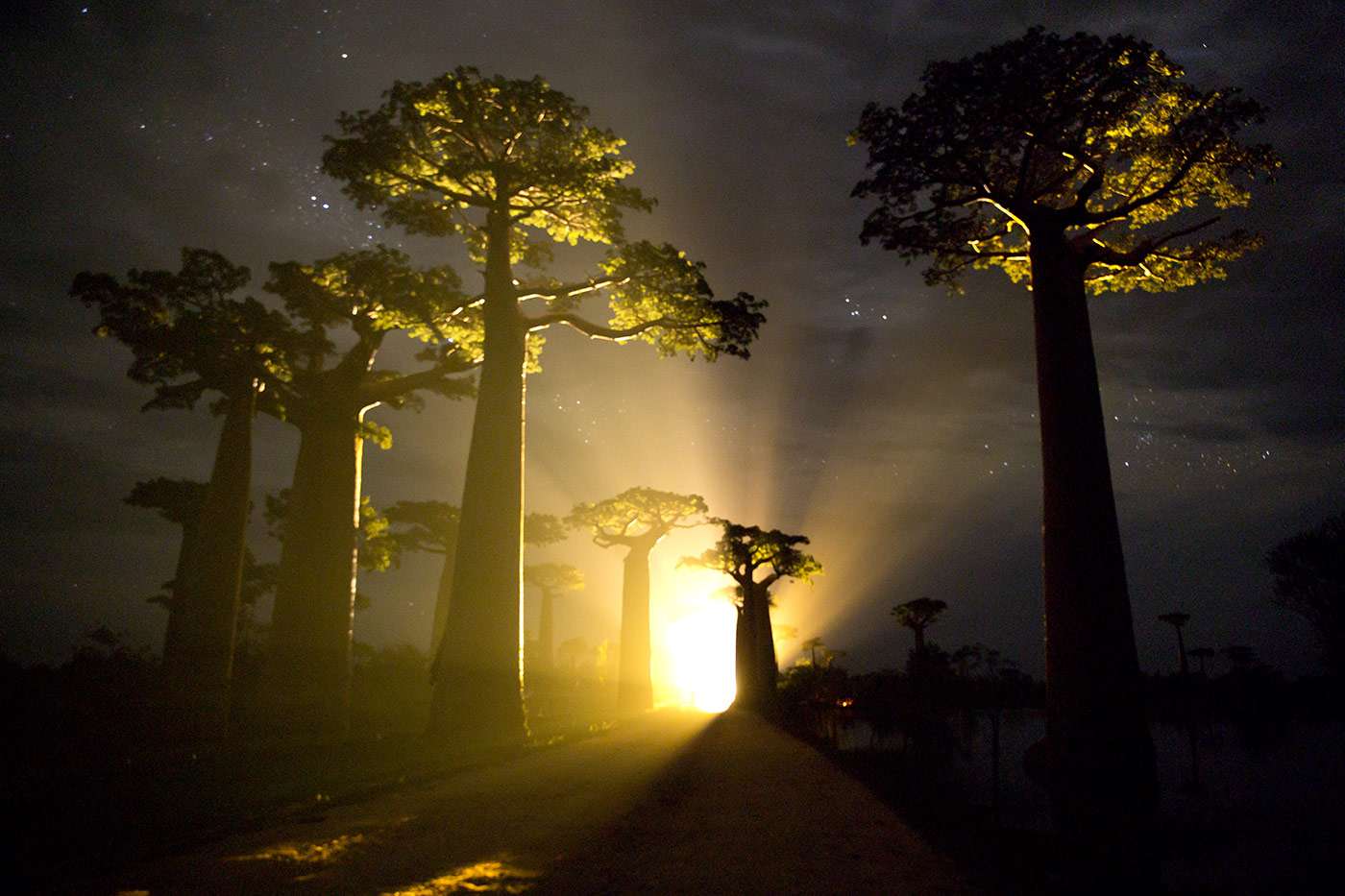 Allée des Baobabs
