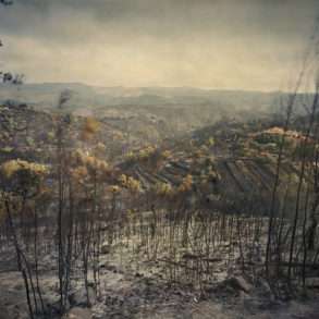 Feux de forêts et eucalyptus, un drame écologique au Portugal relaté par Juan Manuel Castro Prieto