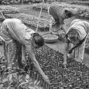 Emanuele Scorcelletti, pépinière financée par GreenHands et la Fondation Yves Rocher en inde.