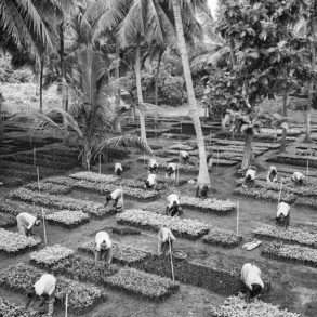 Emanuele Scorcelletti. Nursery and organic farming in India with the GreenHands association.